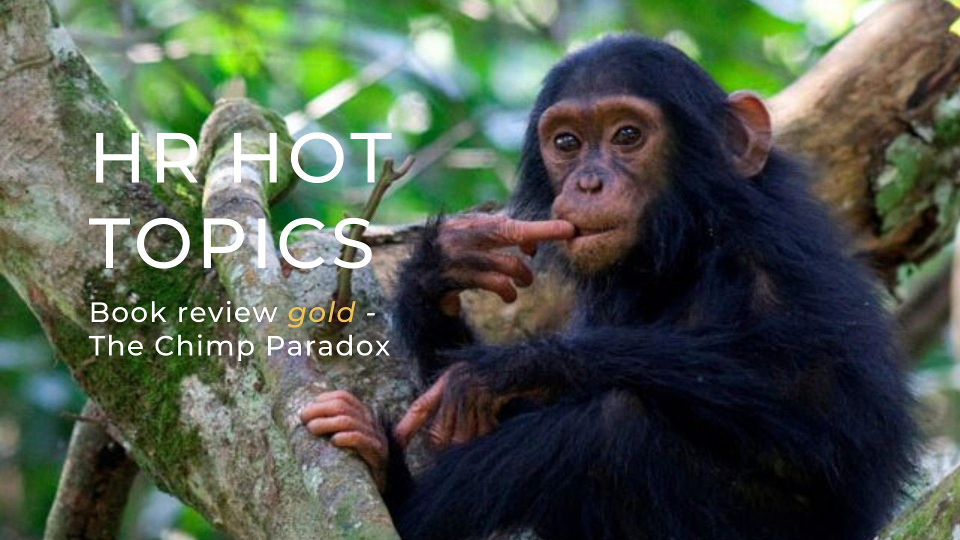 Read more about the article Book review gold – The Chimp Paradox